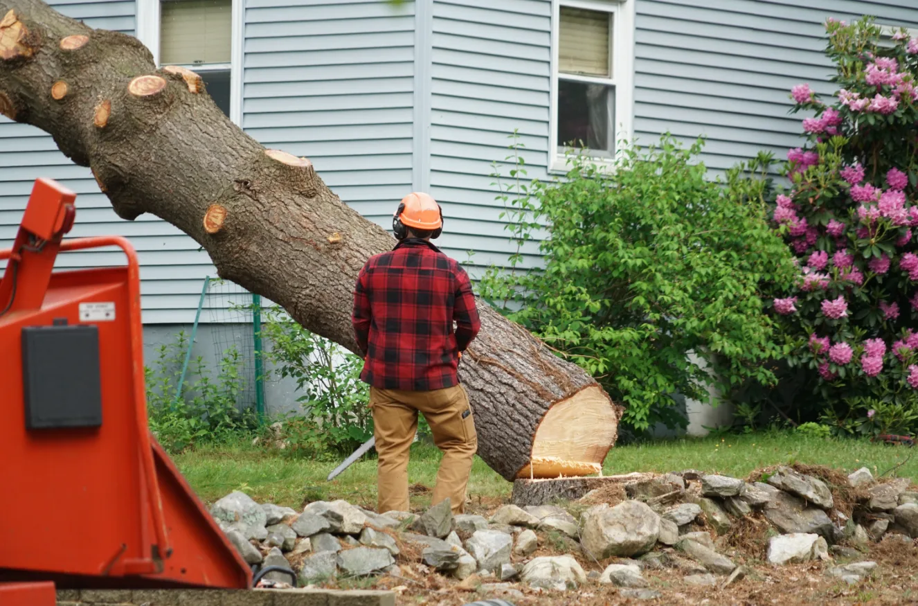 A person in work gear watches a cut tree leaning against a house, near a machine and a stone wall.